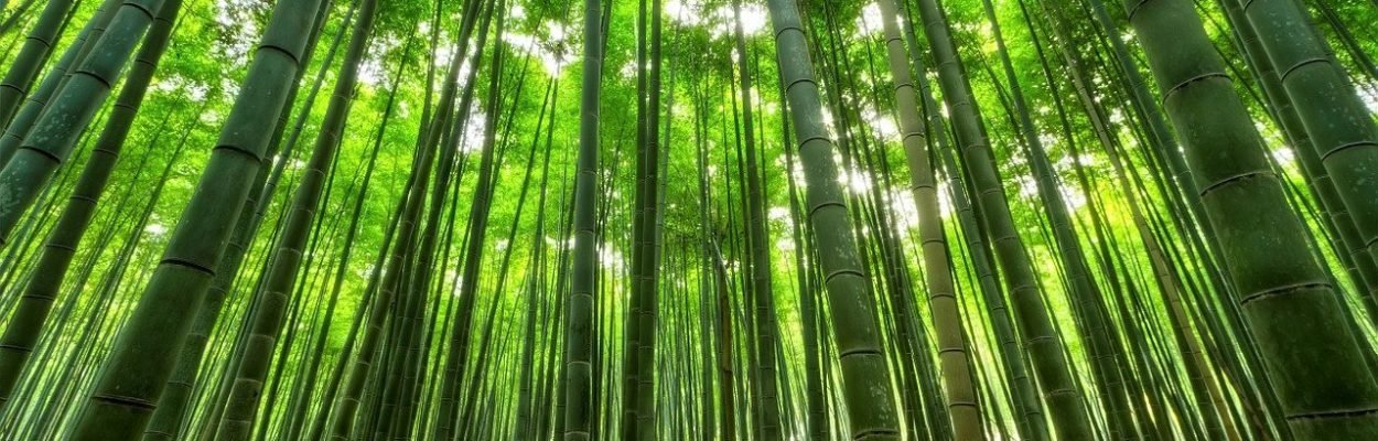 Foreste di bambù